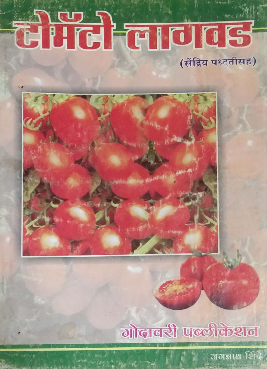 Tomato Lagavad By Shinde Jagannath